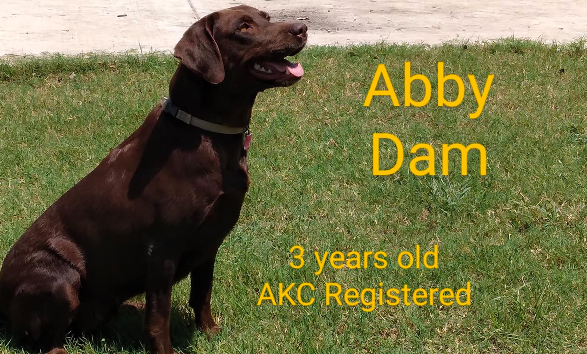Abby - Brown Labrador Retriever (Dam)