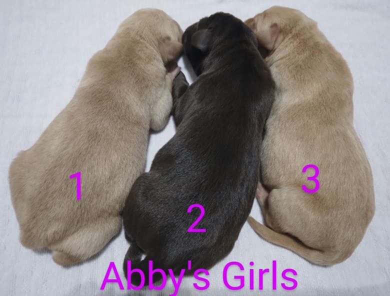3 Lab Puppies Available Now (Females)
