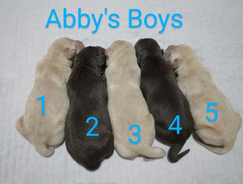 5 Adorable Labrador Puppies (Males)