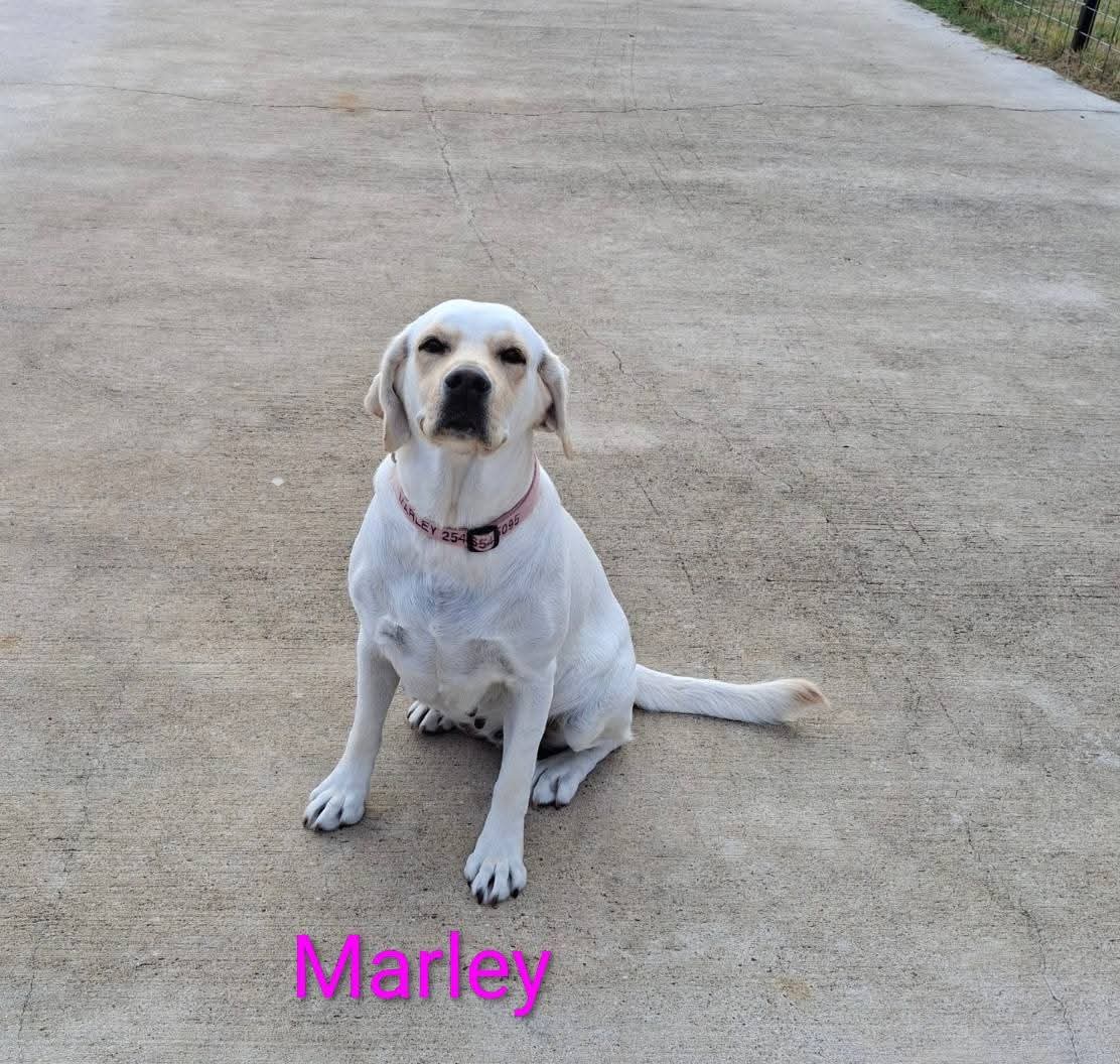 Marley