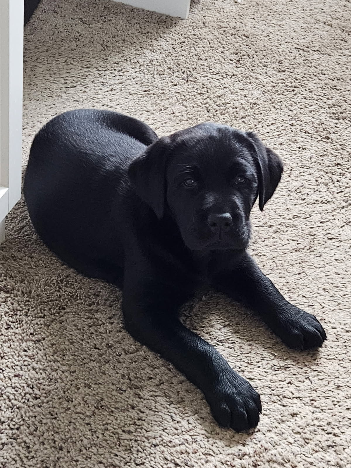 Black puppy 2026