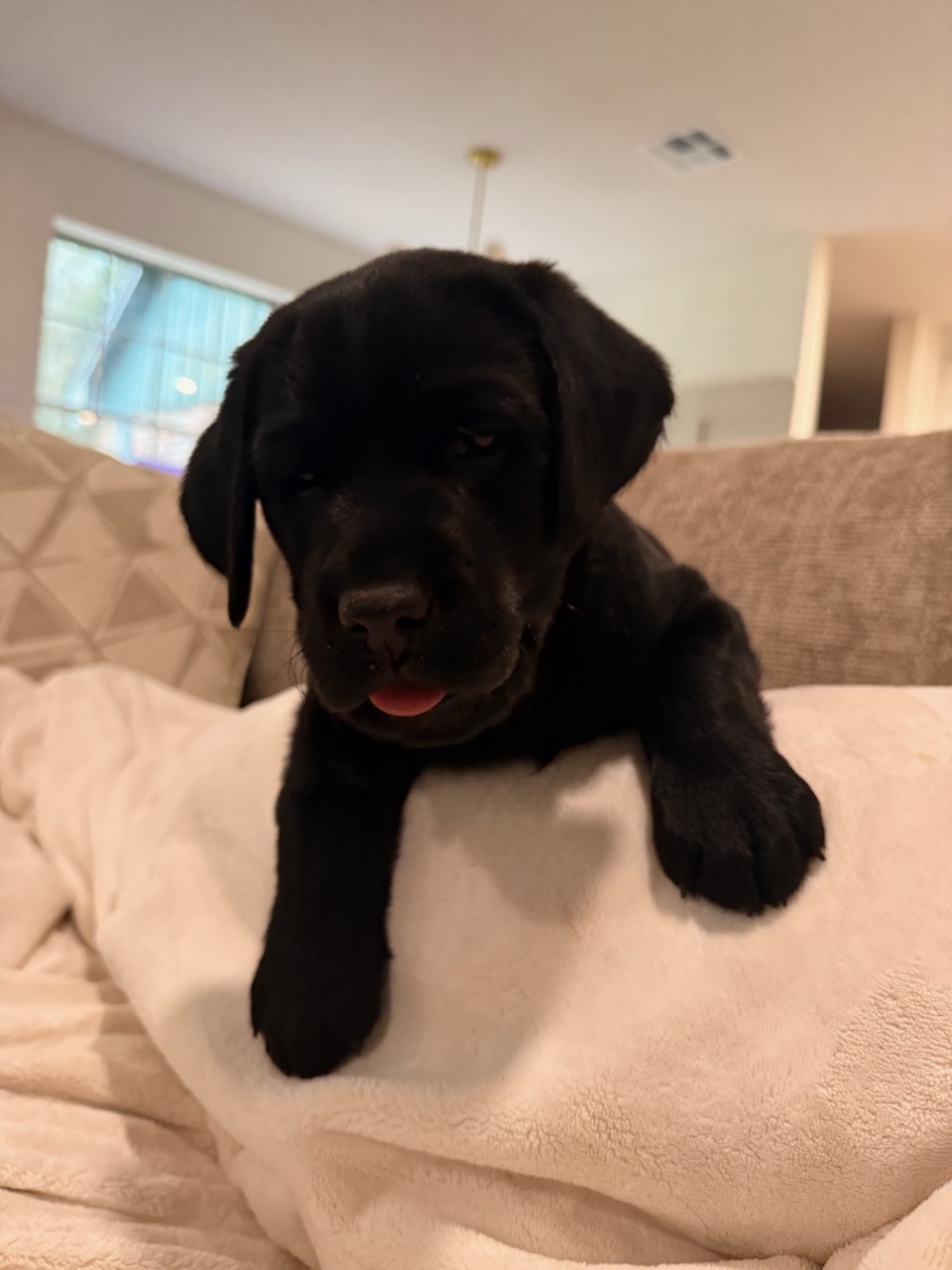 gus