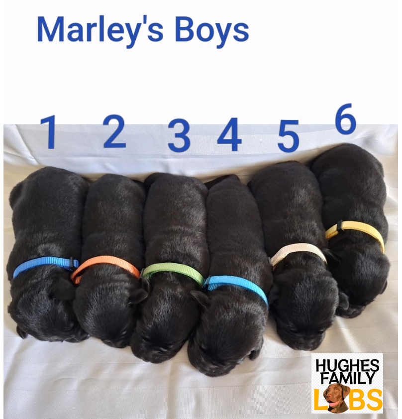 Marley Boys Watermarked