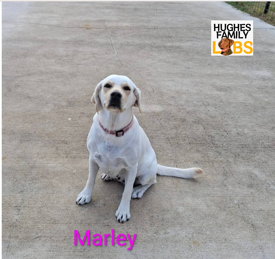 Marley Watermark